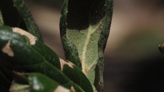 Quercus agrifolia oxyadenia