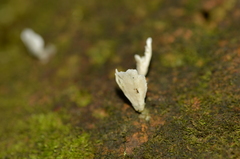 Cyphellostereum pusiolum