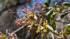 Quercus agrifolia oxyadenia