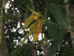Austropuccinia psidii