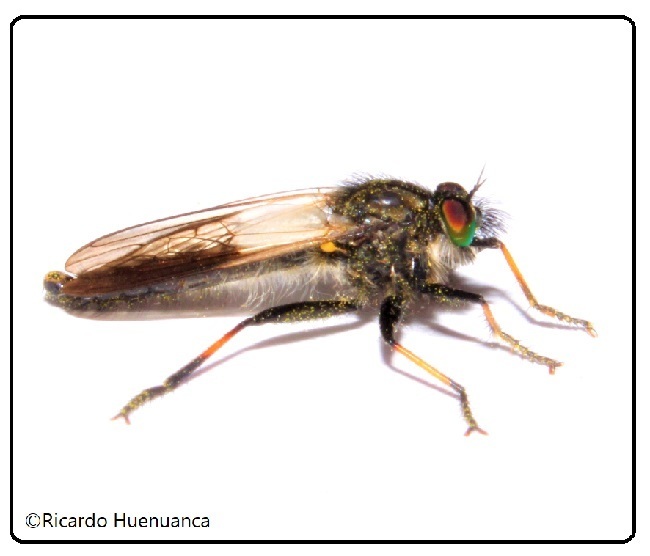 Stizolestes modellus