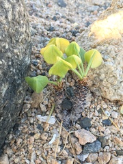 Oxalis megalorrhiza