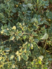 Trianthema portulacastrum