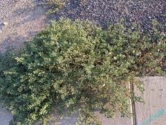 Trianthema portulacastrum
