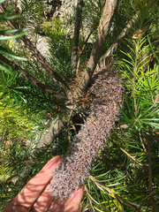 Banksia