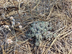 Eriogonum wrightii subscaposum