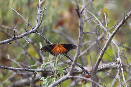 Gulf fritillary
