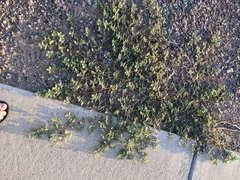 Tribulus
