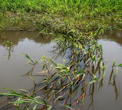 Echinochloa pyramidalis