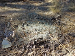Eriogonum wrightii subscaposum