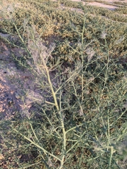 Parkinsonia