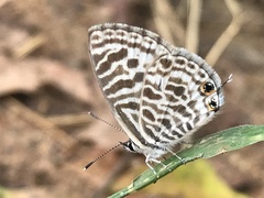 Leptotes plinius