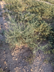 Parkinsonia