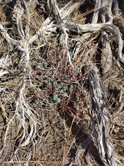Euphorbia lurida