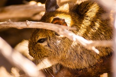Octodon degus