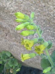 Nicotiana rupicola