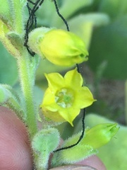 Nicotiana rupicola