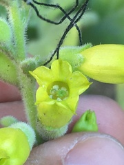 Nicotiana rupicola