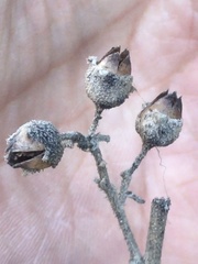 Nicotiana rupicola