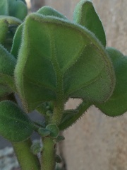 Nicotiana rupicola