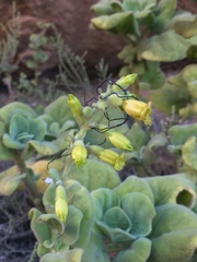 Nicotiana rupicola