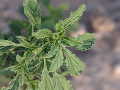 Amaranthus