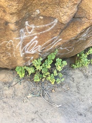 Nicotiana rupicola