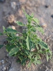 Amaranthus
