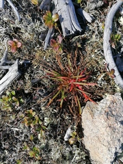 Claytonia acutifolia
