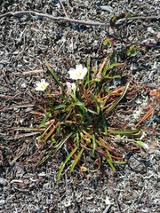 Claytonia acutifolia