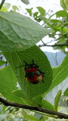 Poecilocoris latus