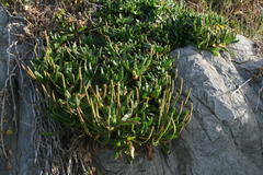 Plantago carnosa