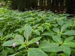 Impatiens devolii