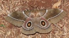 Gonimbrasia belina