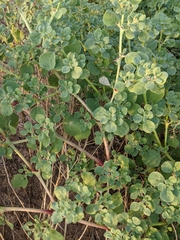 Trianthema portulacastrum