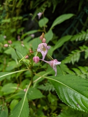 Impatiens devolii
