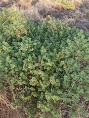 Trianthema portulacastrum