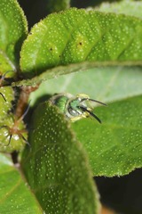 Paragapostemon coelestinus