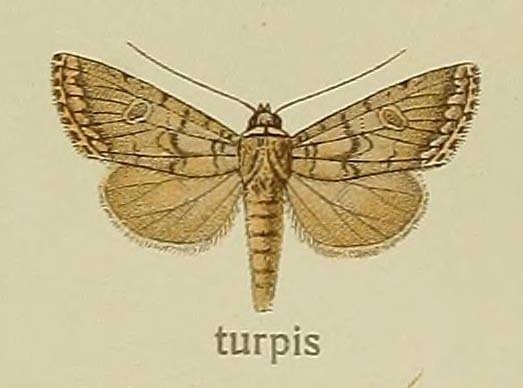 Ctenoceratoda
