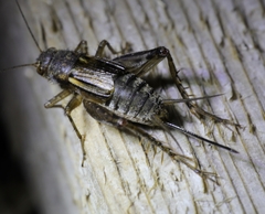 Allonemobius griseus