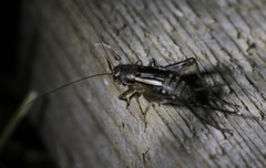 Allonemobius griseus