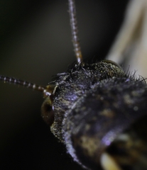 Allonemobius griseus