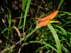 Castilleja patriotica