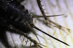 Allonemobius griseus