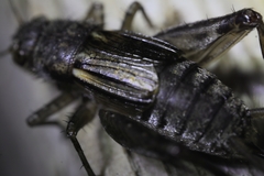 Allonemobius griseus