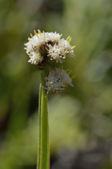 Baccharis sagittalis