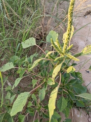 Amaranthus