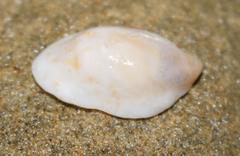 Crepidula porcellana