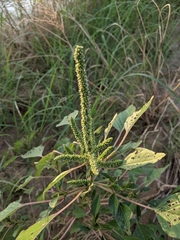 Amaranthus