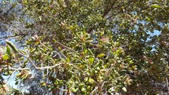 Quercus agrifolia oxyadenia